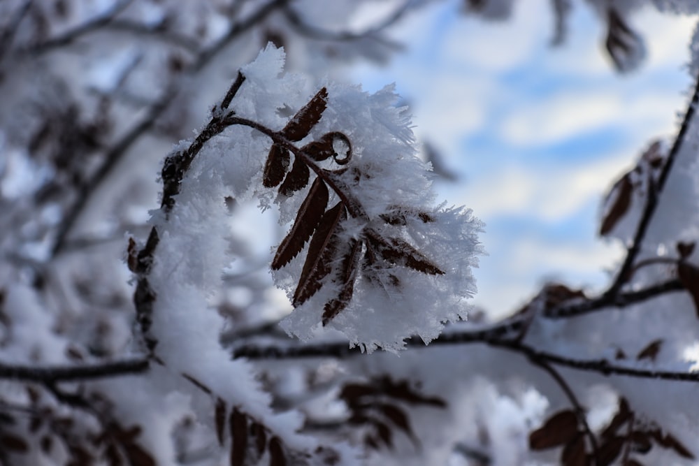 neve bianca sul ramo marrone dell'albero