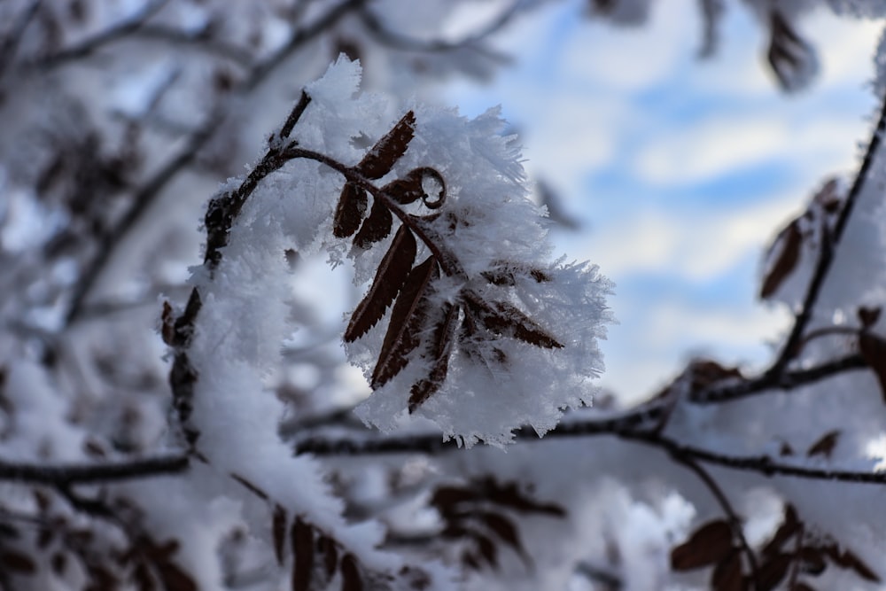 white snow on brown tree branch