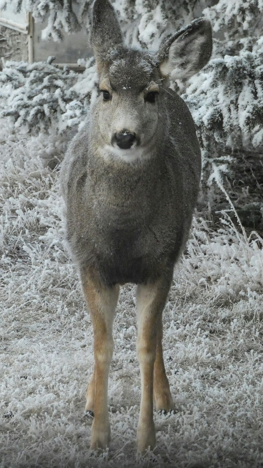 brown and black animal on gray ground during daytime