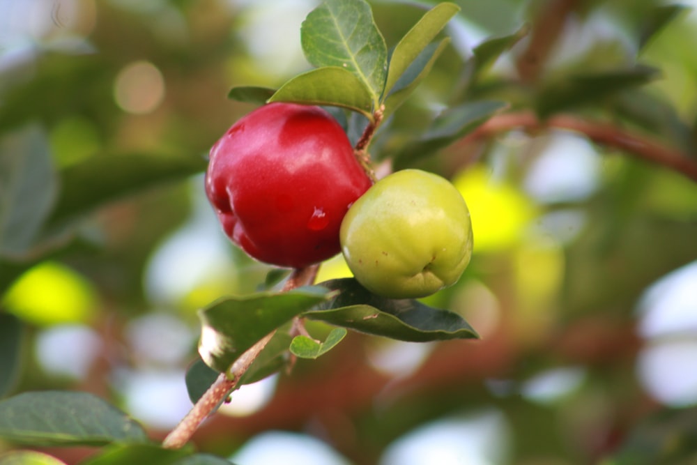 red and green round fruit