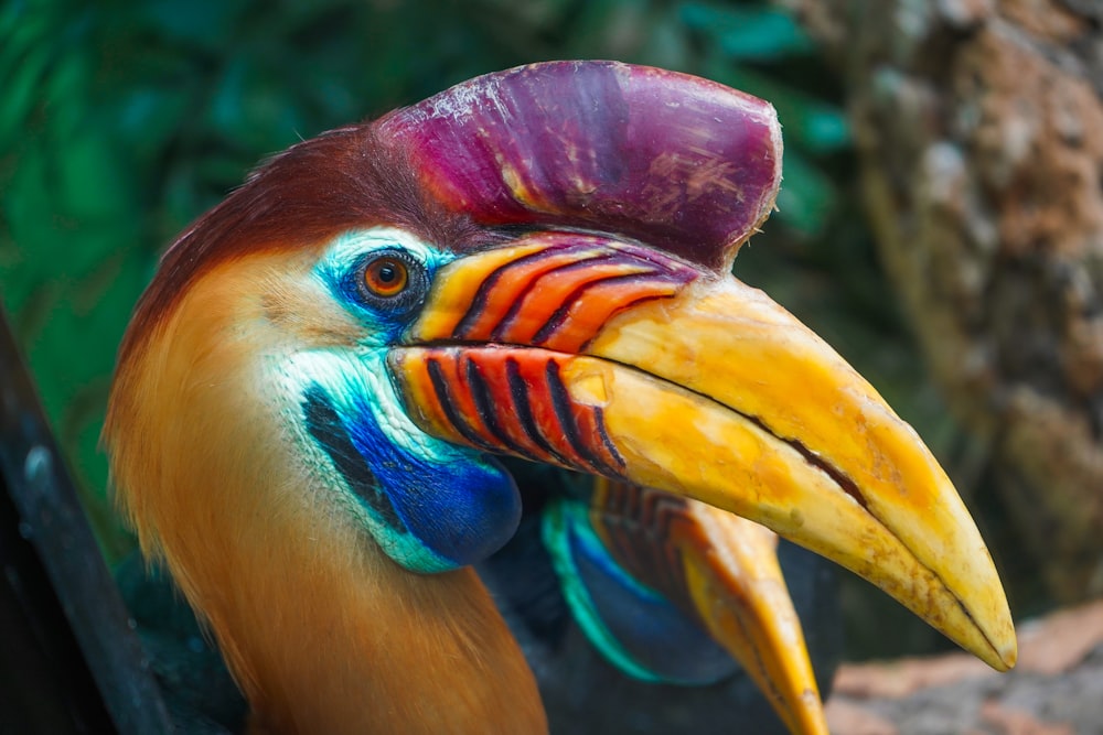 pájaro rojo, amarillo y azul