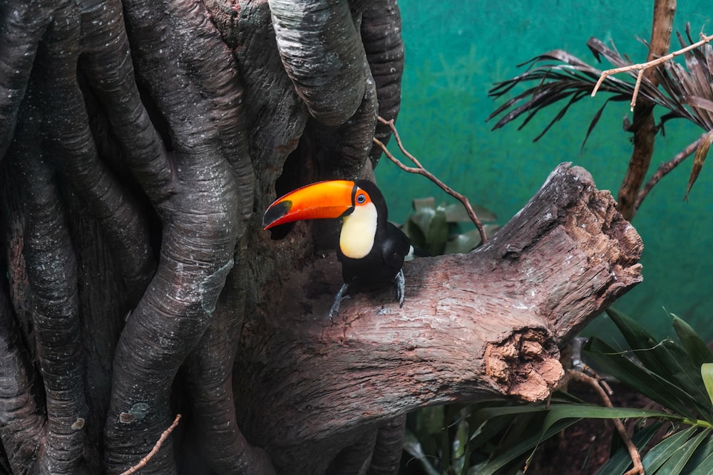 black and yellow bird on brown tree branch