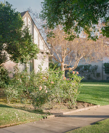 A charming garden beside a newly built home, bathed in warm afternoon light.