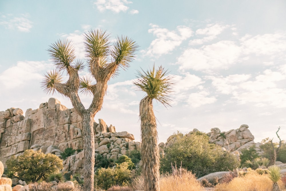 green palm tree near brown rock formation during daytime