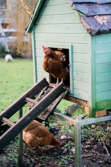 A wooden chicken coop painted in light green stands elevated on metal legs in a grassy area. A brown chicken is seen emerging from the small entrance, while another chicken is pecking at the ground nearby. The coop is accessed by a slanted wooden ramp.