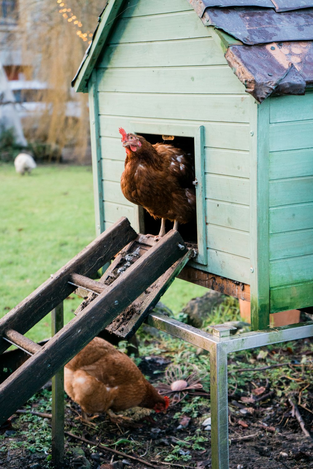 brown hen on green wooden fence during daytime