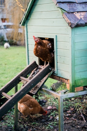 A wooden chicken coop painted in light green stands elevated on metal legs in a grassy area. A brown chicken is seen emerging from the small entrance, while another chicken is pecking at the ground nearby. The coop is accessed by a slanted wooden ramp.