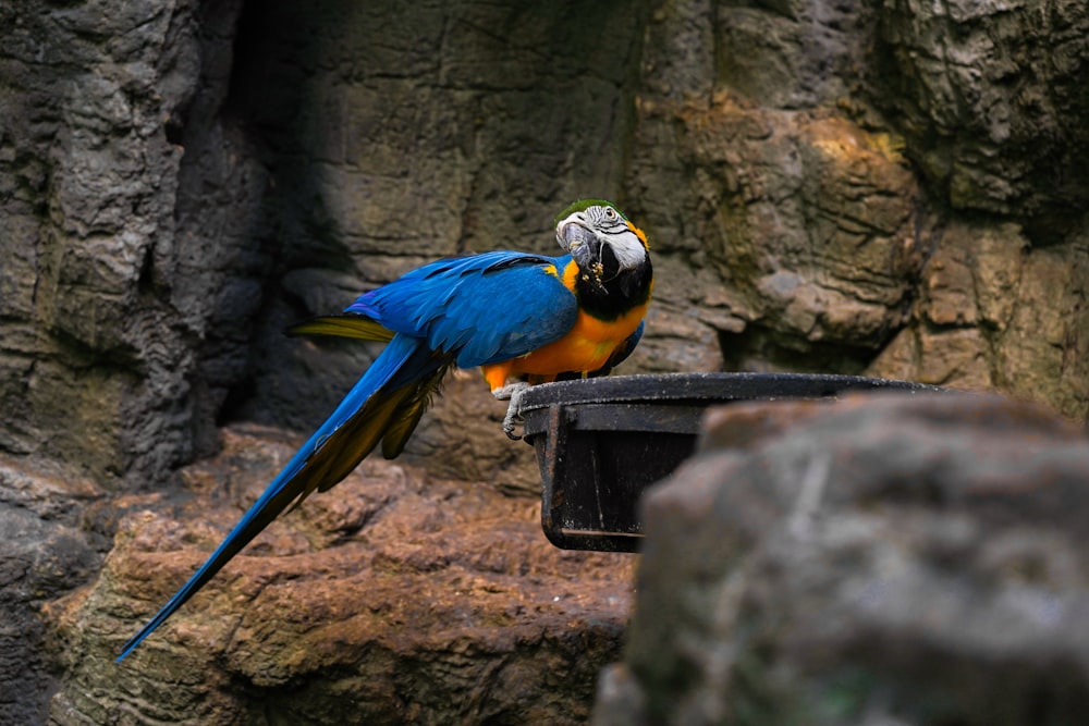 blue yellow and green parrot on brown wooden table