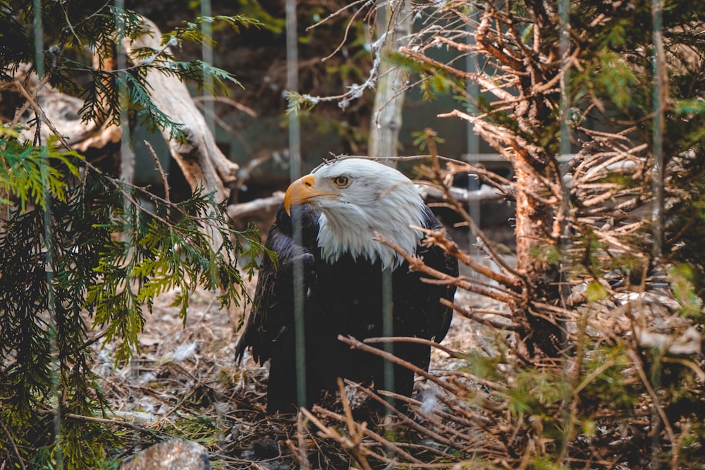 white and brown eagle on brown tree branch