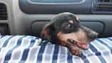 A happy dog comfortably settled in a cozy travel crate inside a pet-friendly vehicle.