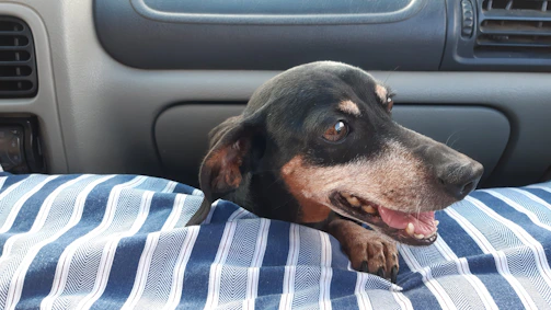 A happy dog comfortably settled in a cozy travel crate inside a pet-friendly vehicle.