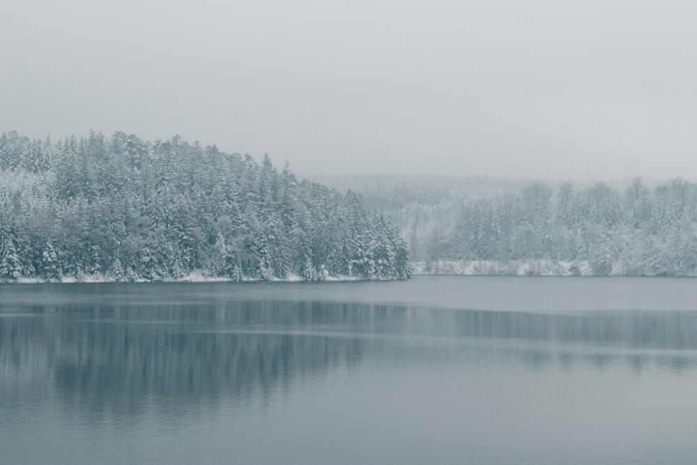 green trees beside body of water during daytime