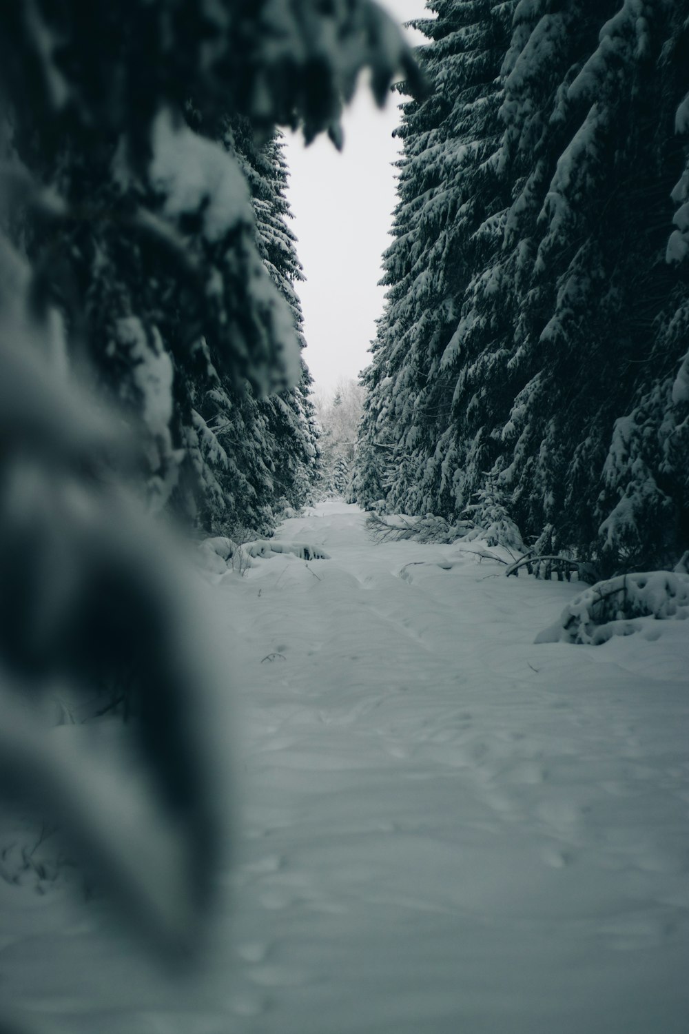 snow covered trees during daytime