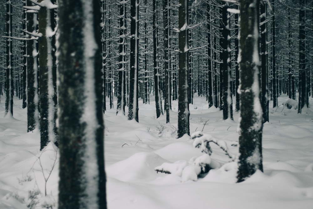 snow covered trees during daytime