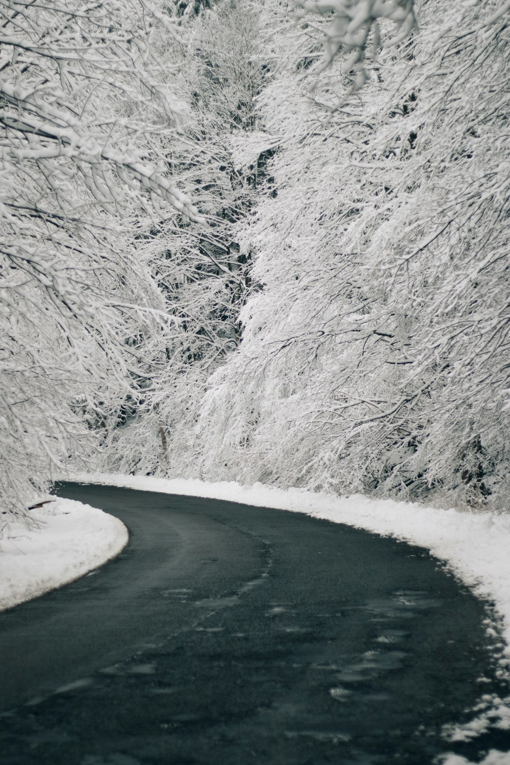 snow covered trees during daytime