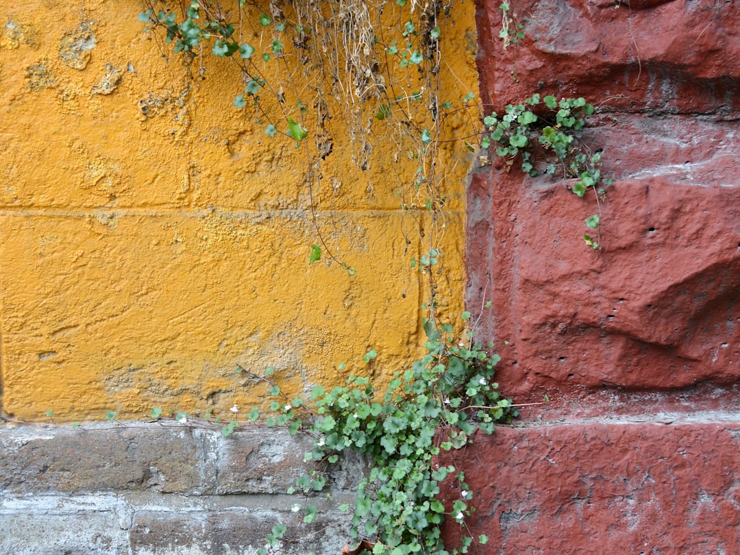 green and red vine plant on brown brick wall, Shot during an afternoon exploring central Coyoacán (Mexico City).