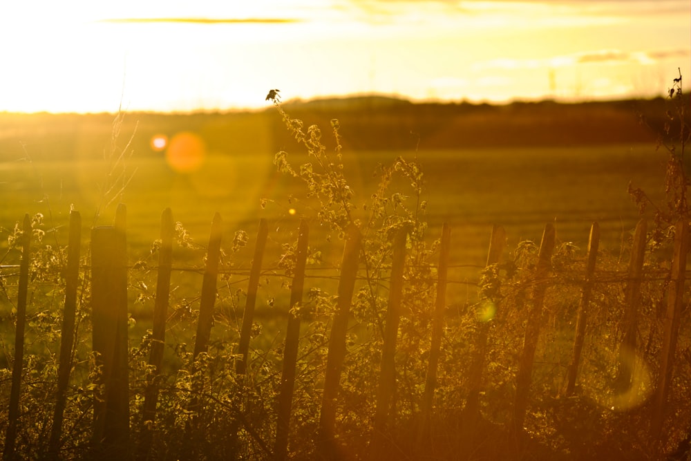 yellow flower field during sunset