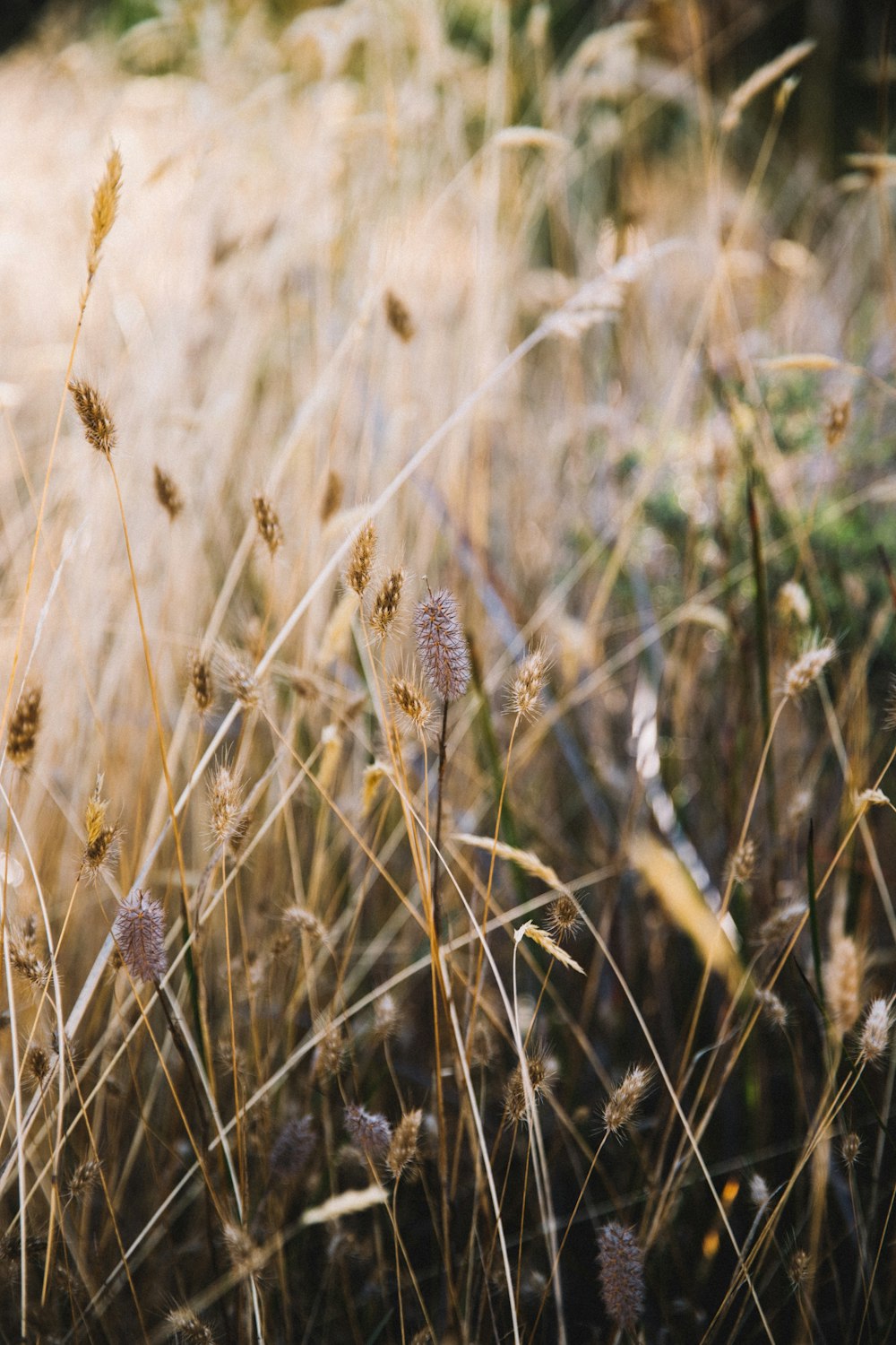 brown wheat field during daytime