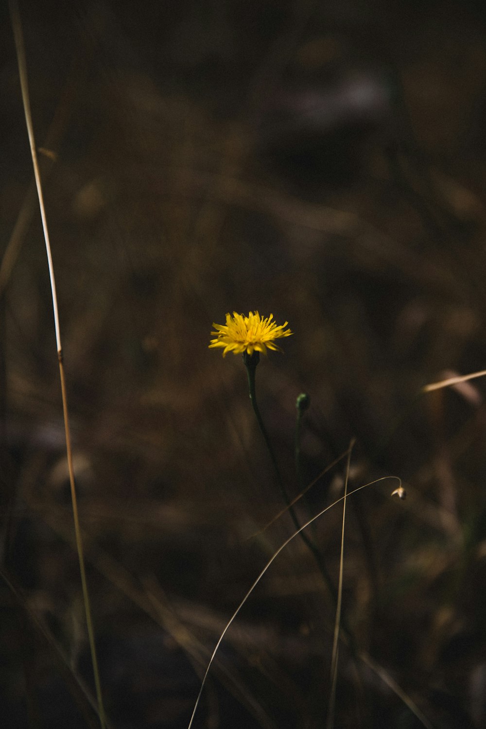 yellow flower in tilt shift lens