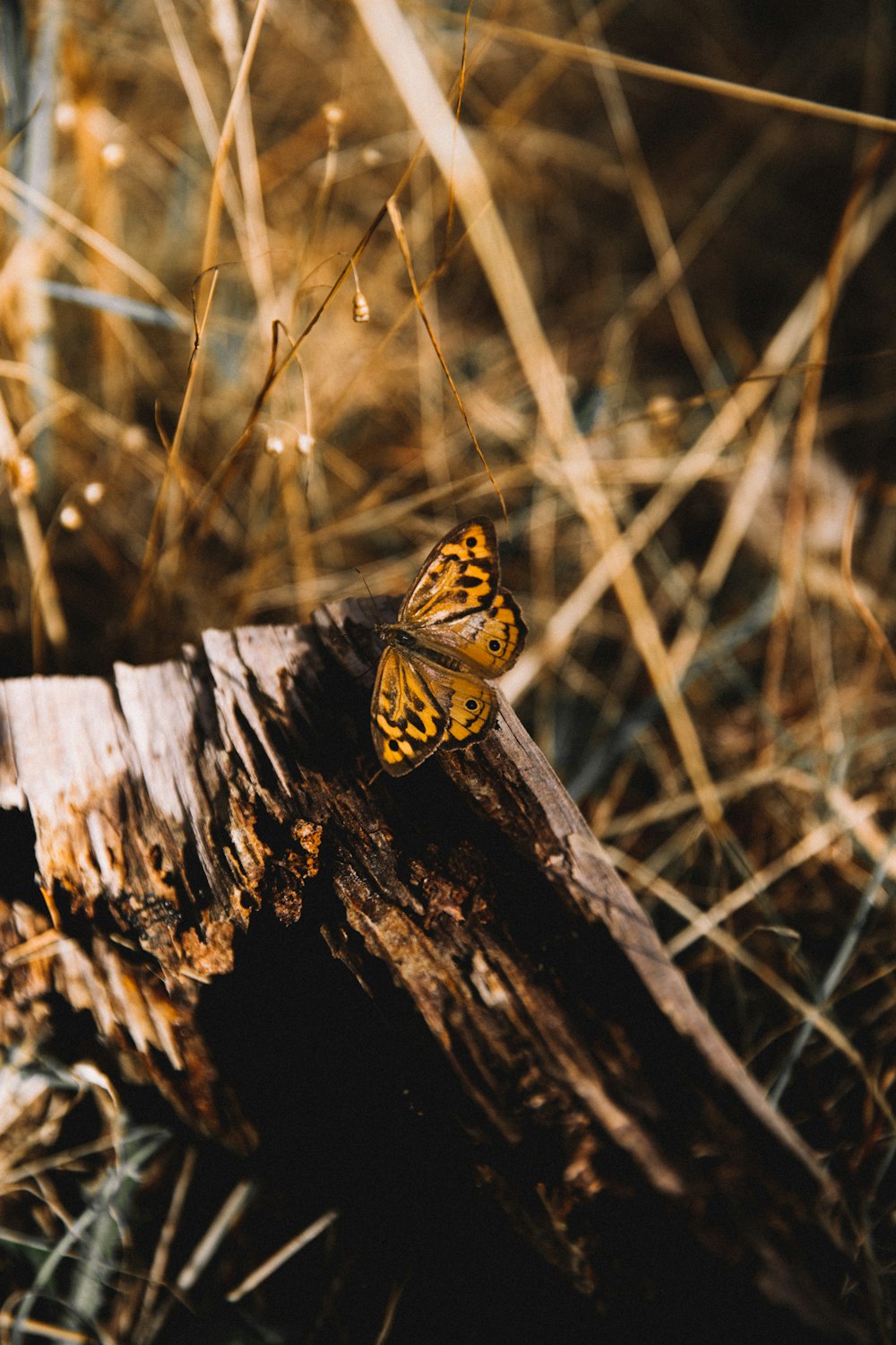 brown and black butterfly on brown wood