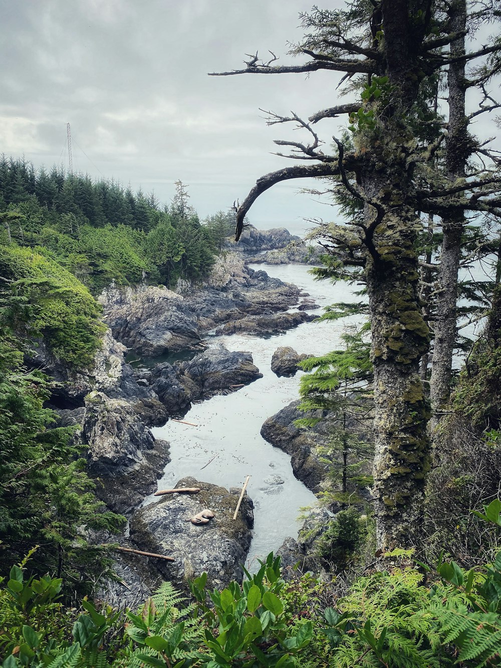 green trees beside river under white clouds during daytime