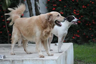 A pair of dogs, one large and one small, sharing a friendly moment near a garden.