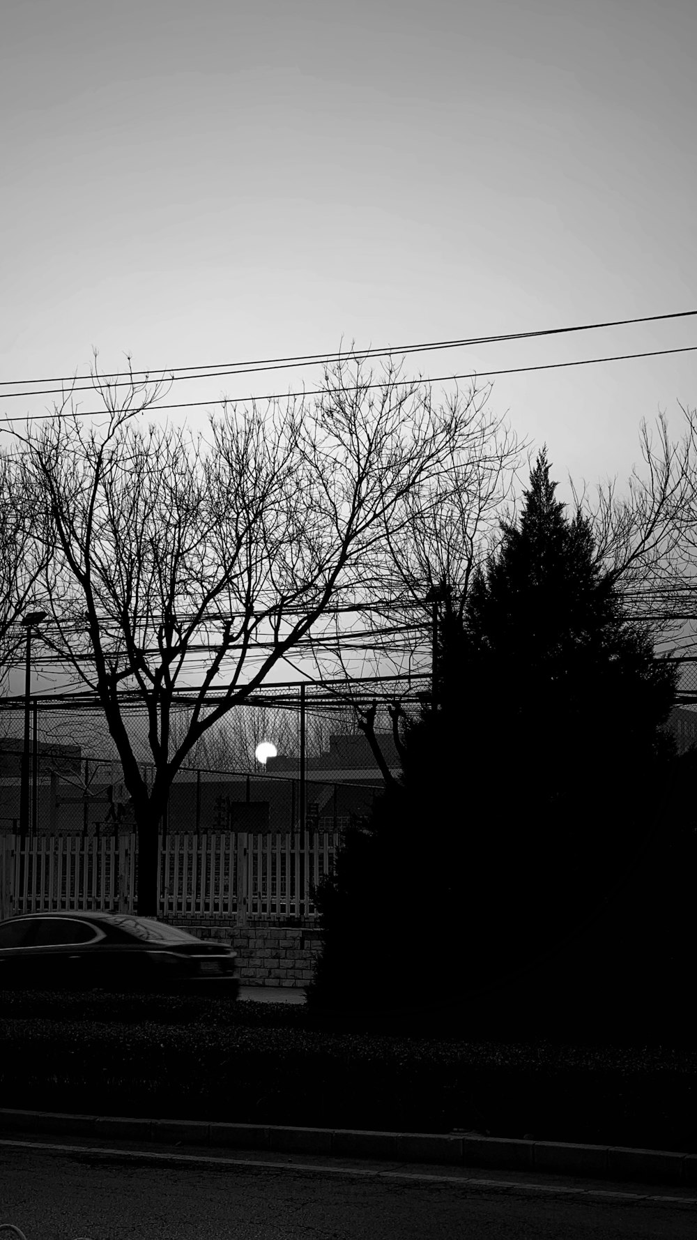 grayscale photo of bare trees