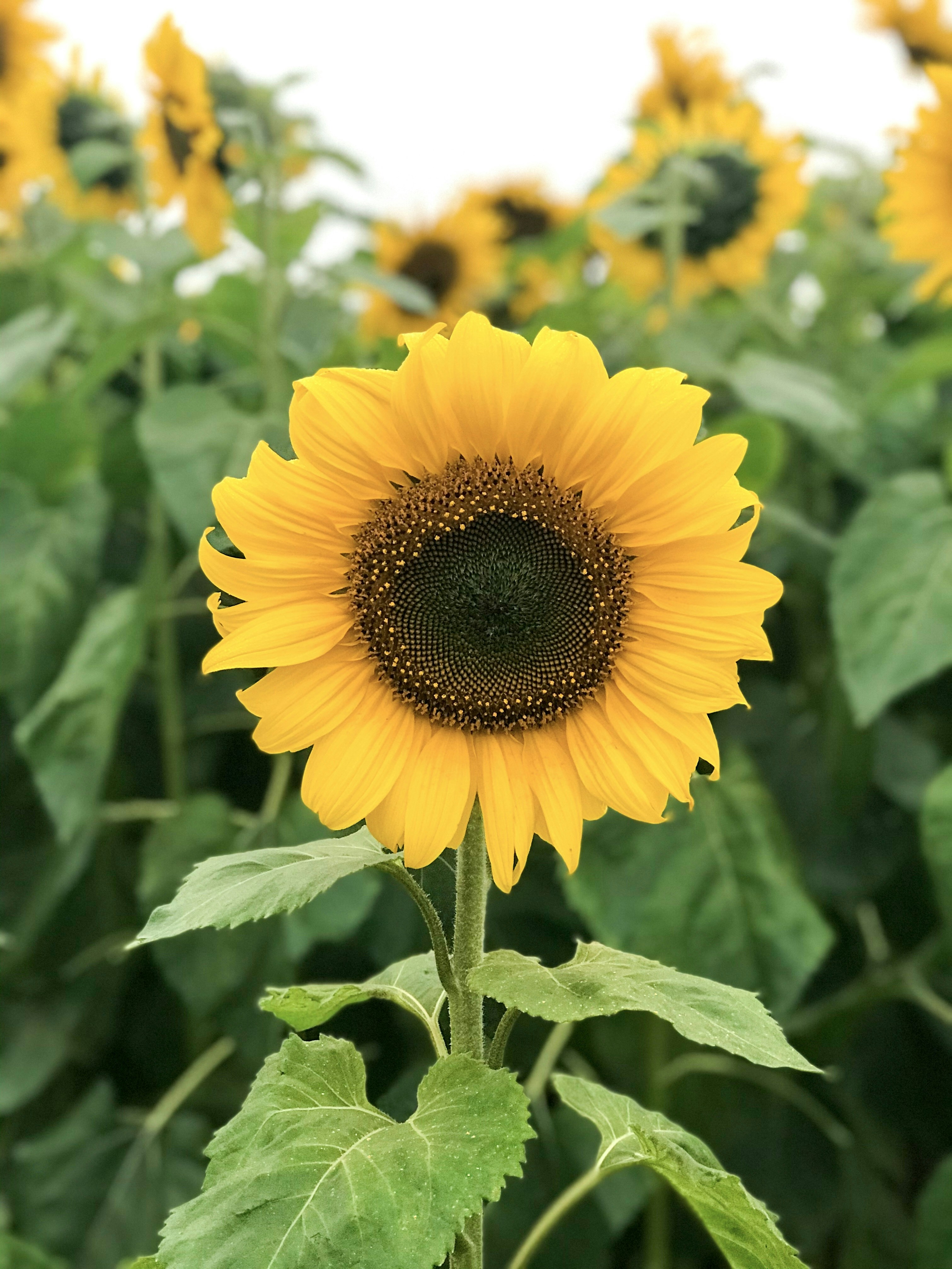 Photo by vanquynhgiang