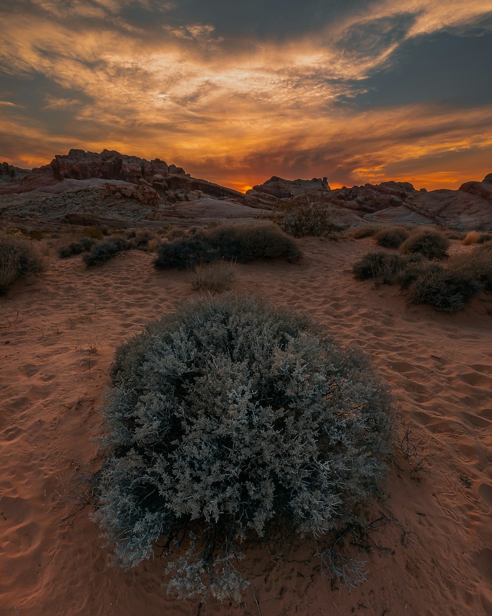 green grass on brown sand during sunset