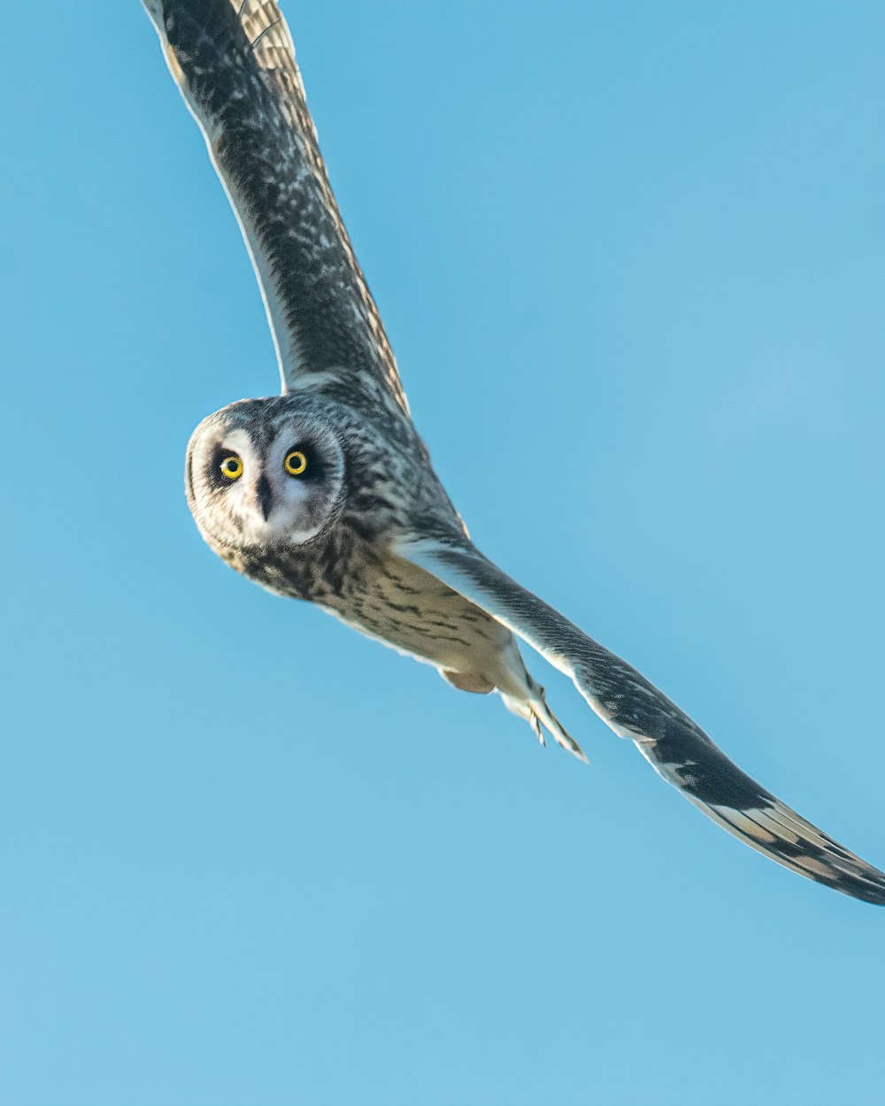 white and black owl flying under blue sky during daytime