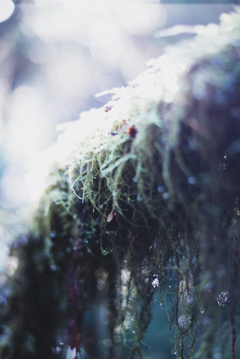 white and green plant in close up photography