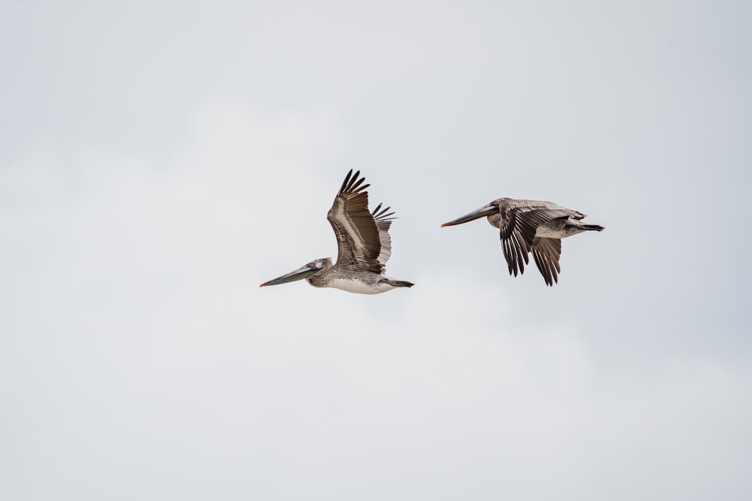 brown pelican flying during daytime