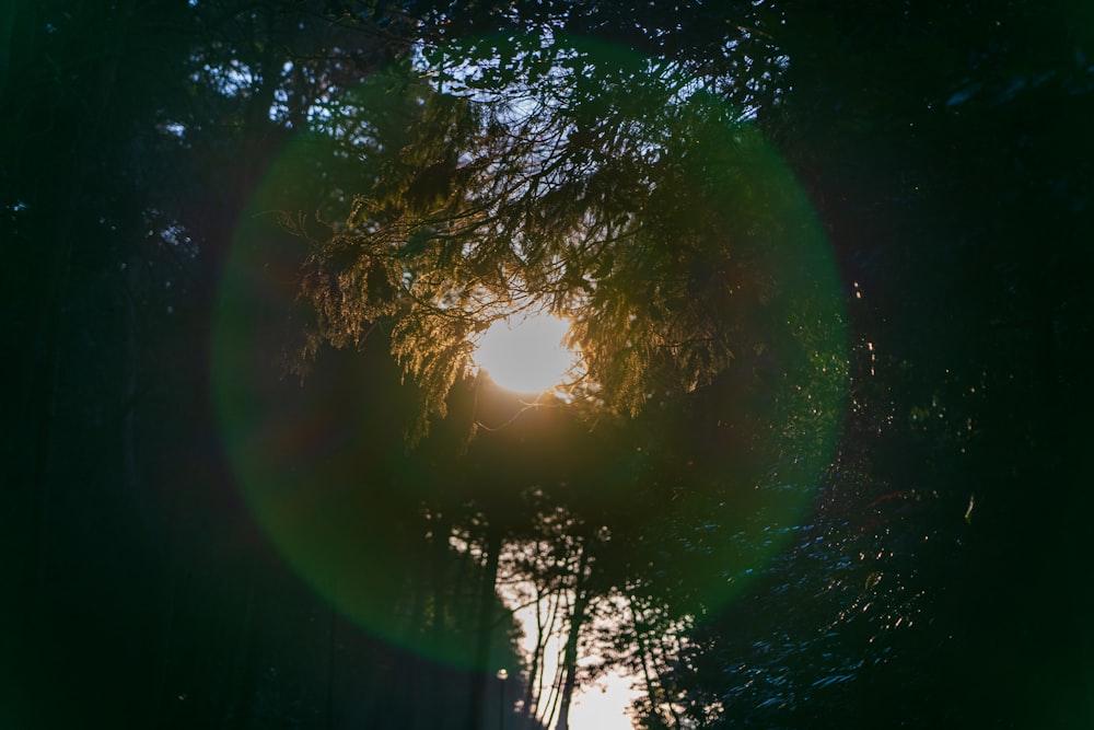 o sol está brilhando através das árvores na floresta