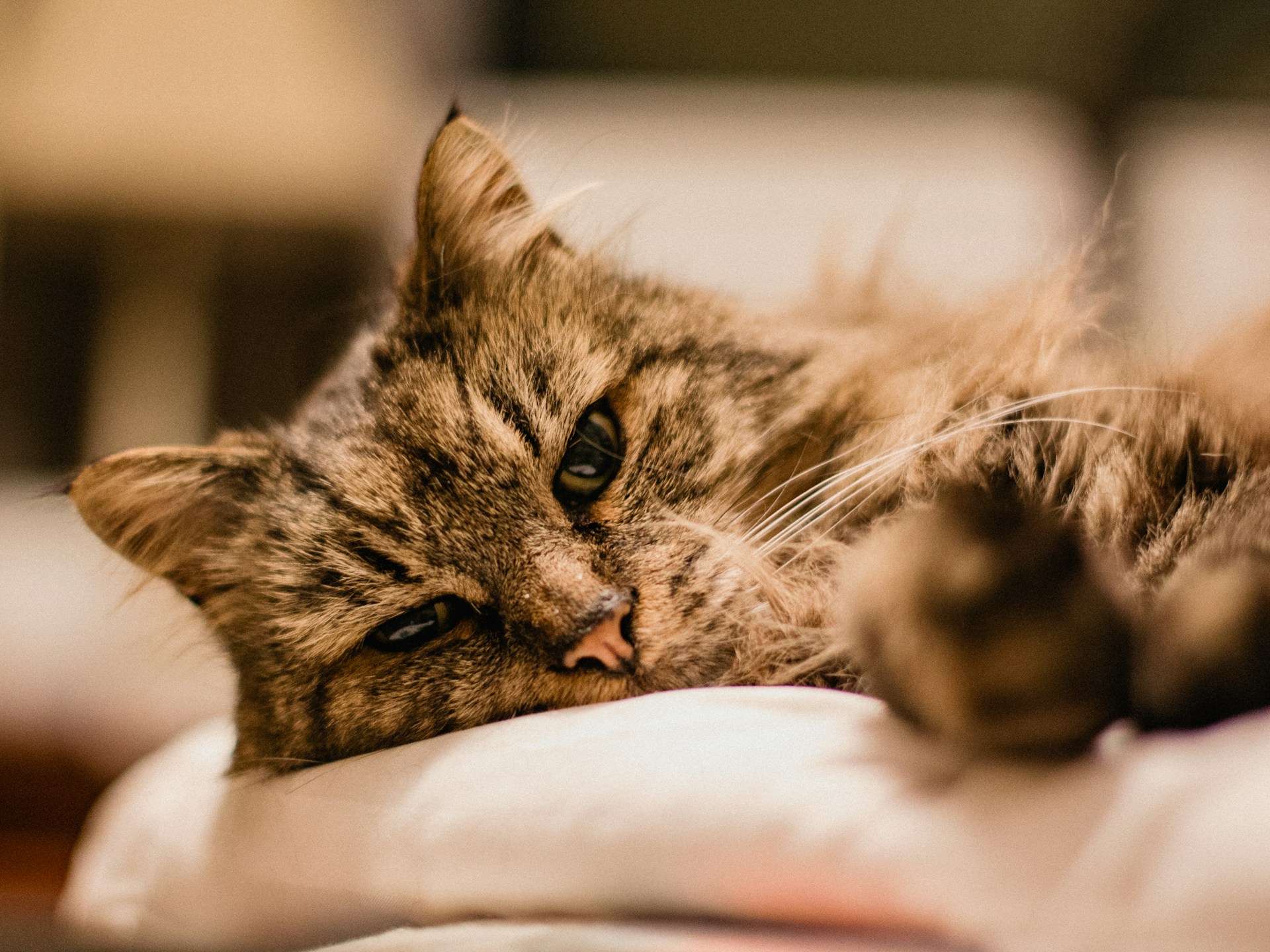 A fluffy tabby cat lounging lazily on a sunny windowsill, eyes half-closed in contentment.