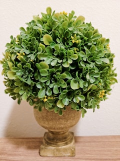 A round, lush cluster of green leaves is carefully arranged in a stone-like pedestal pot. The foliage appears dense and vibrant, with a few subtle yellow buds peeking through the greenery. The pot has a classic, rustic look that contrasts with the freshness of the leaves. It sits on a wooden surface against a plain white background.