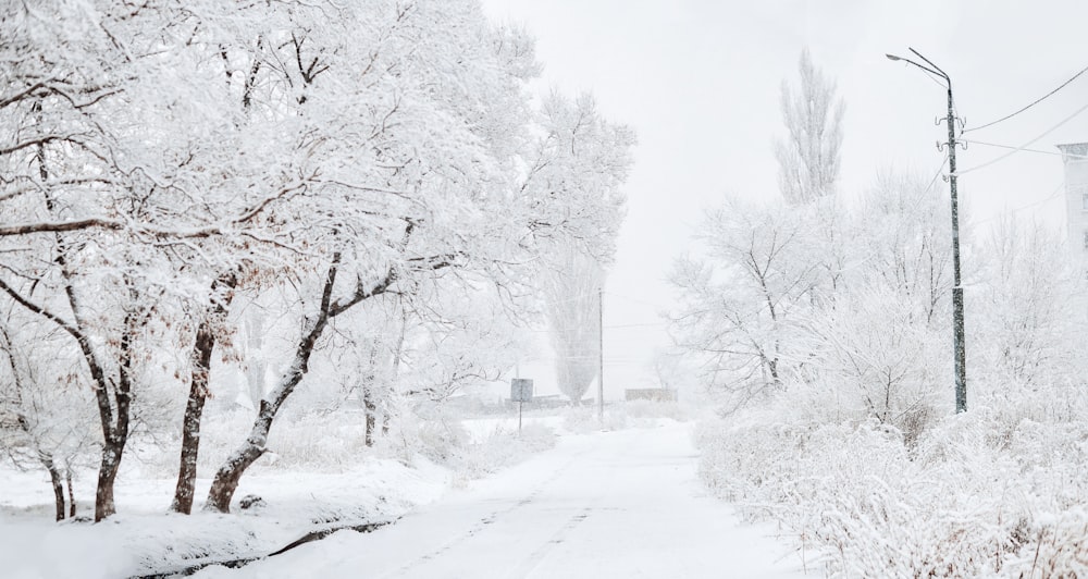 árvores cobertas de neve e estrada durante o dia