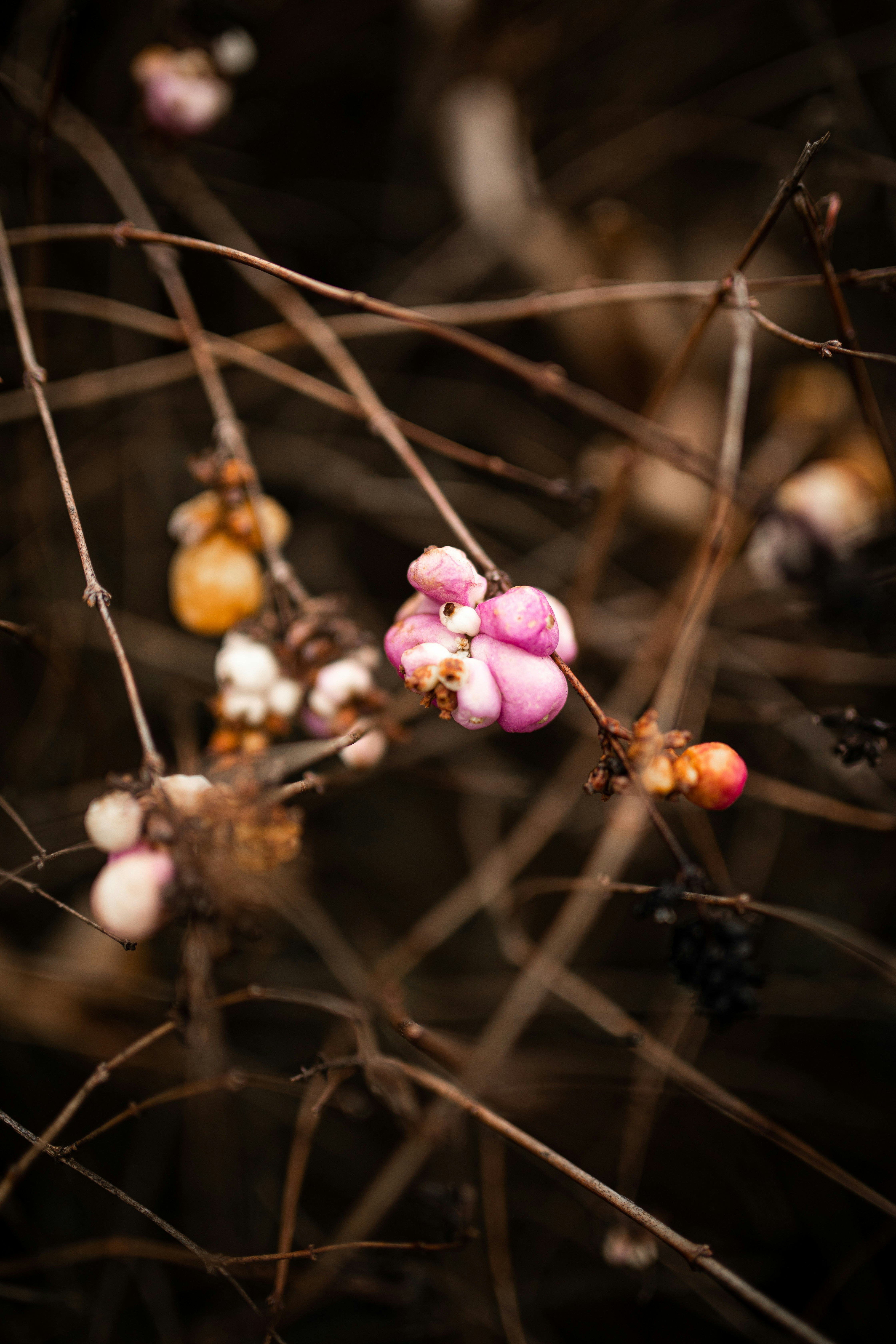 pink and white flower buds
