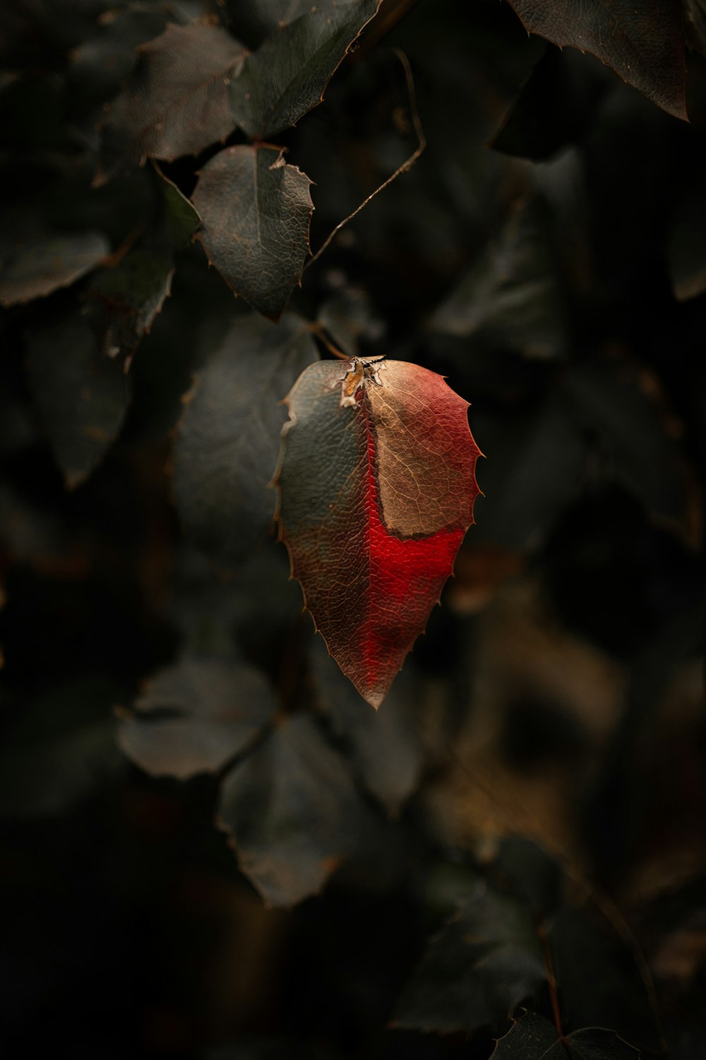 red and brown leaf in close up photography