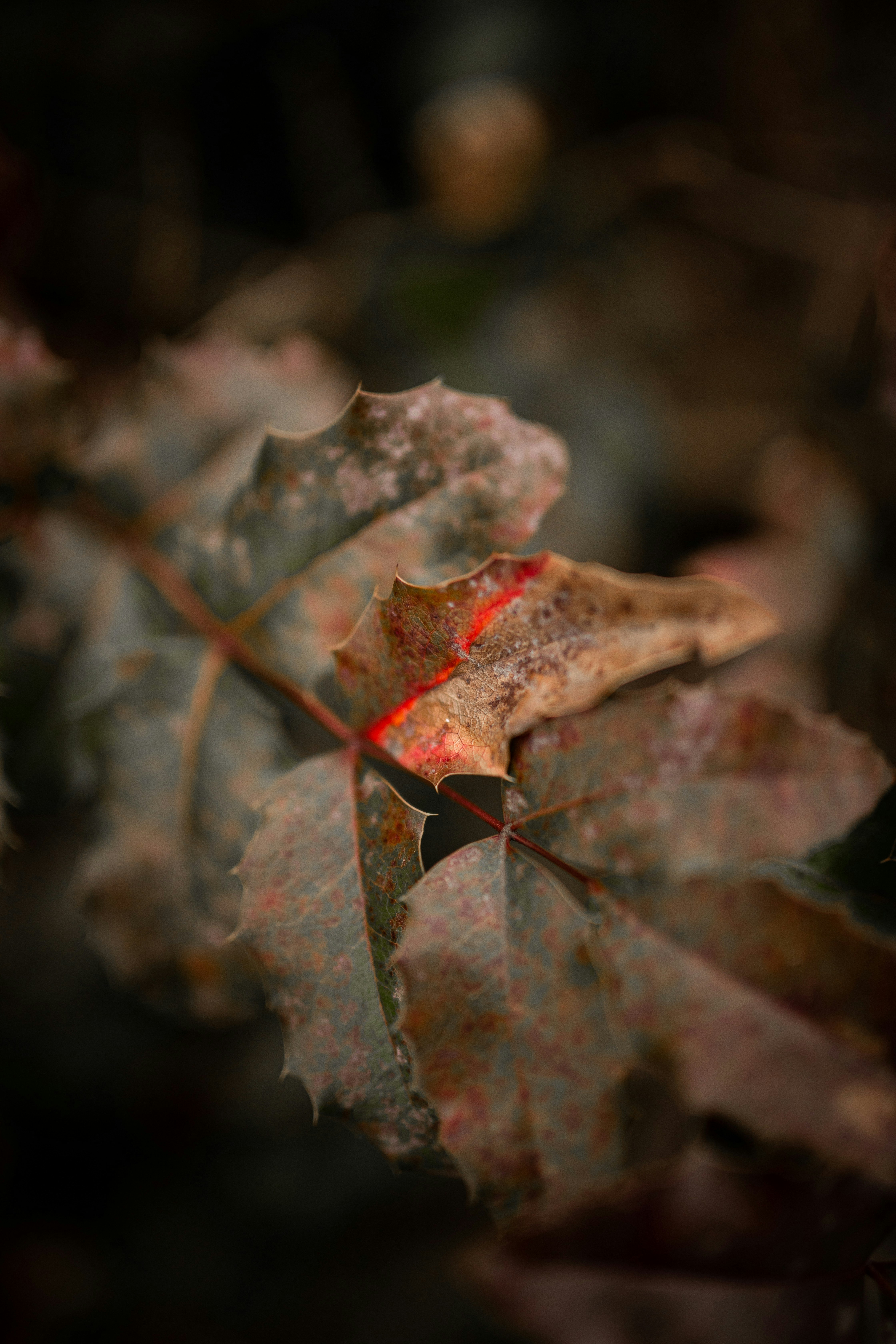 brown leaf in close up photography