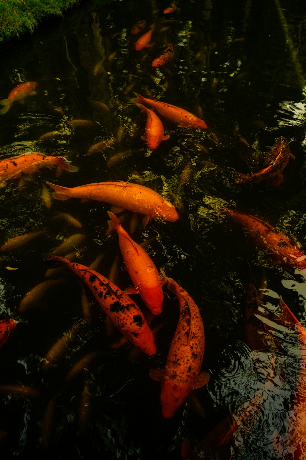 red fishes in water during daytime