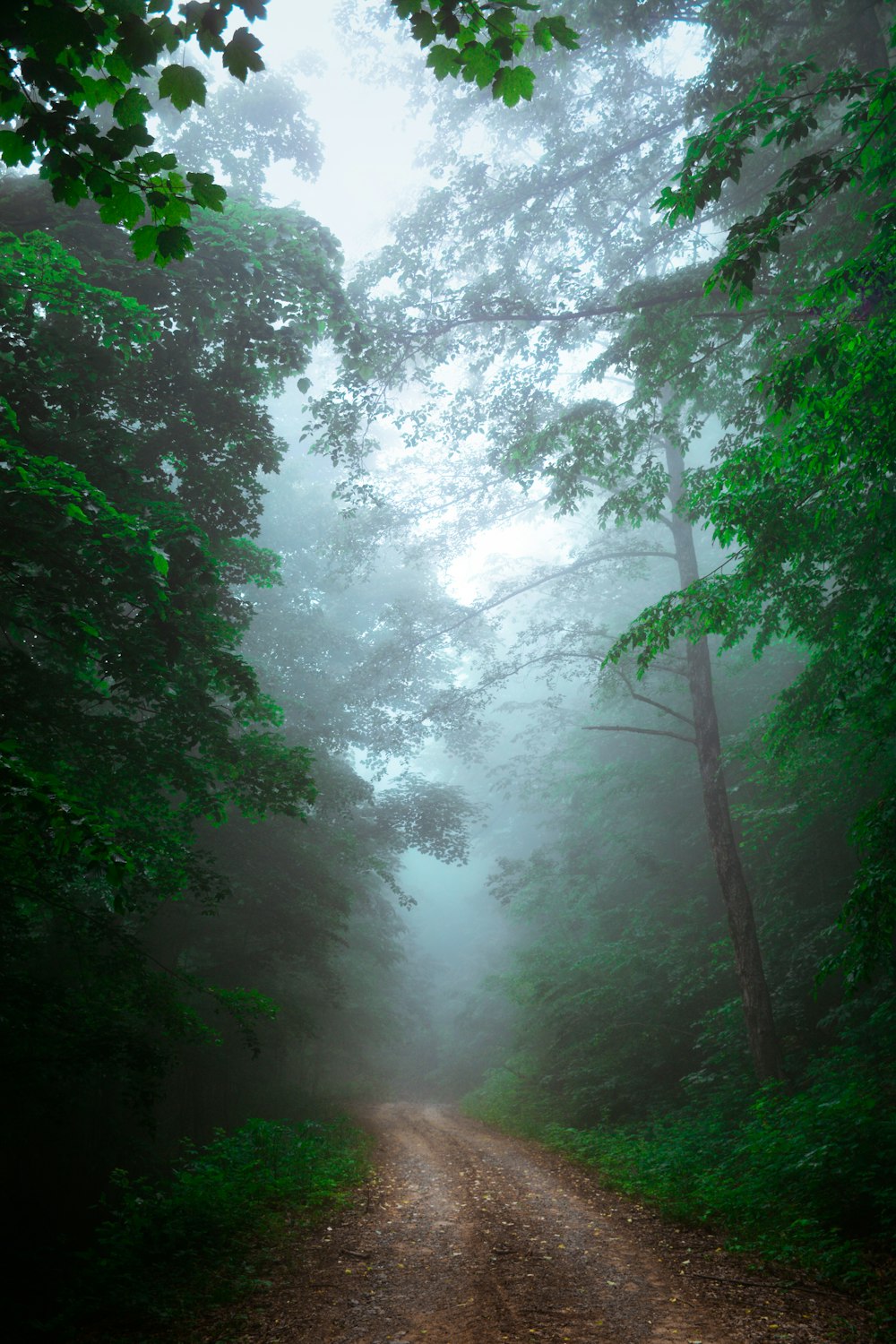 green trees on forest during daytime