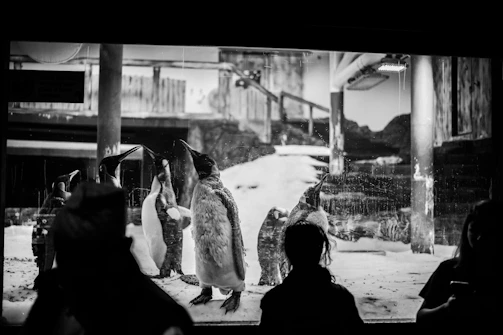 Children listening attentively to an audioguide near the penguin enclosure.