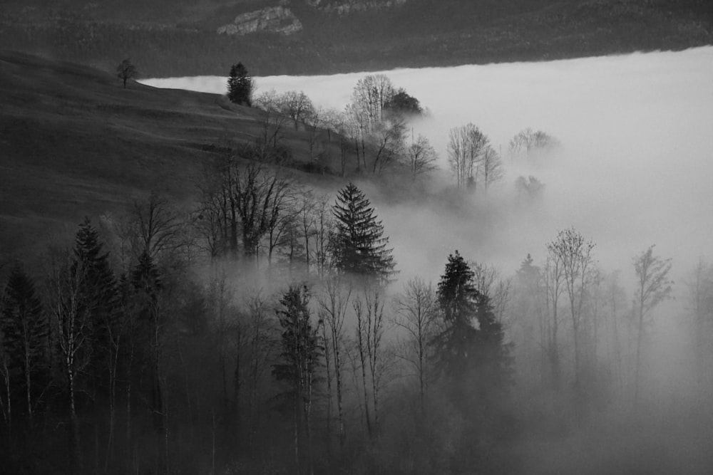 grayscale photo of person walking on road between trees