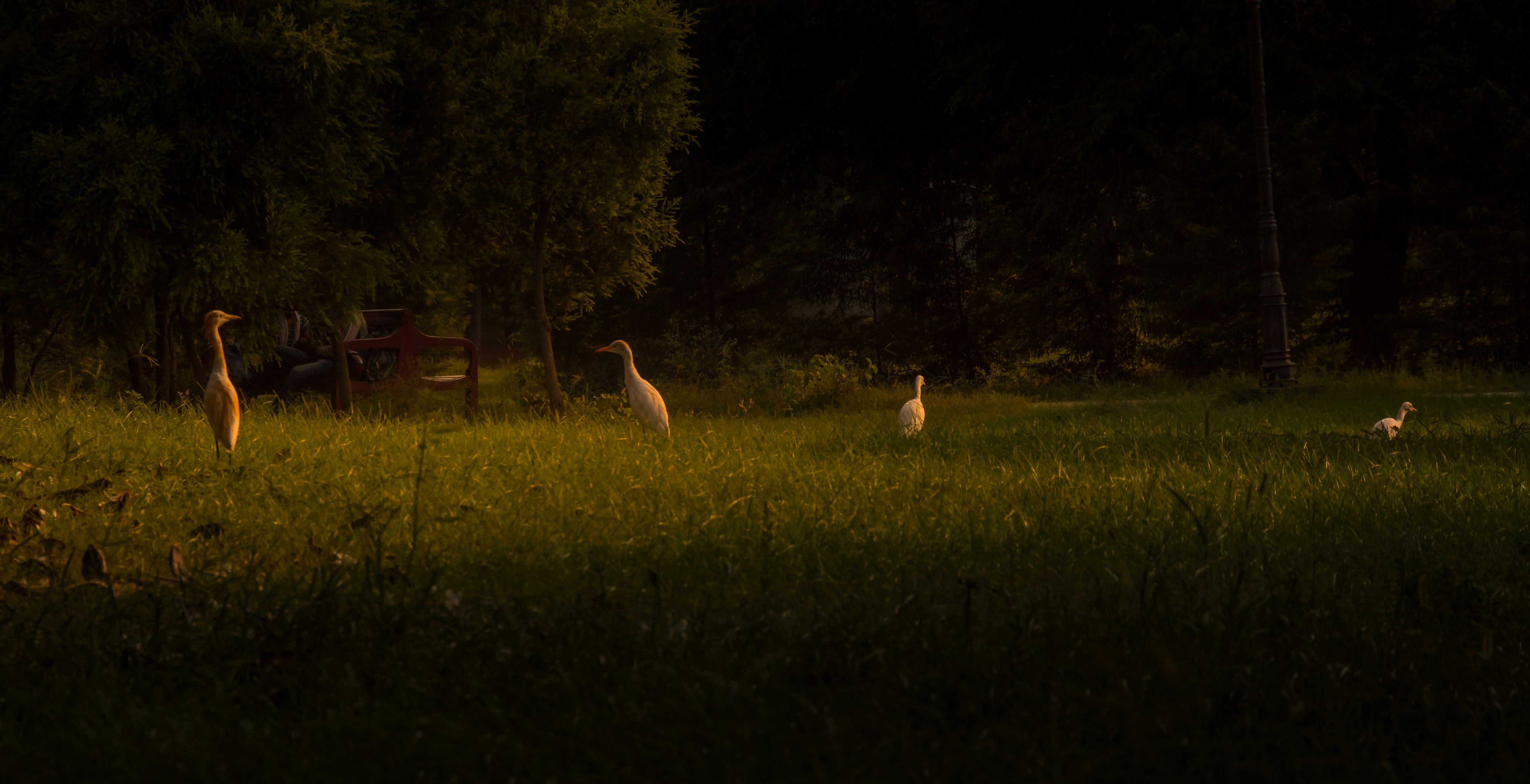 The Neuroscience of Loss Aversion