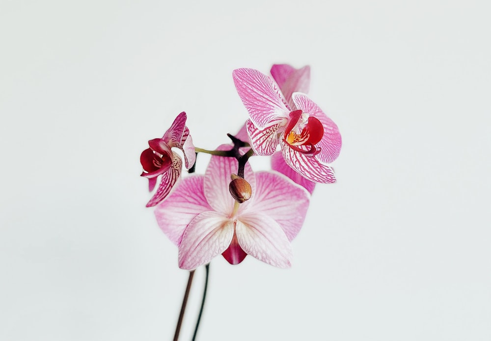 500+ Orchid Pictures  Download Free Images & Stock Photos on Unsplash