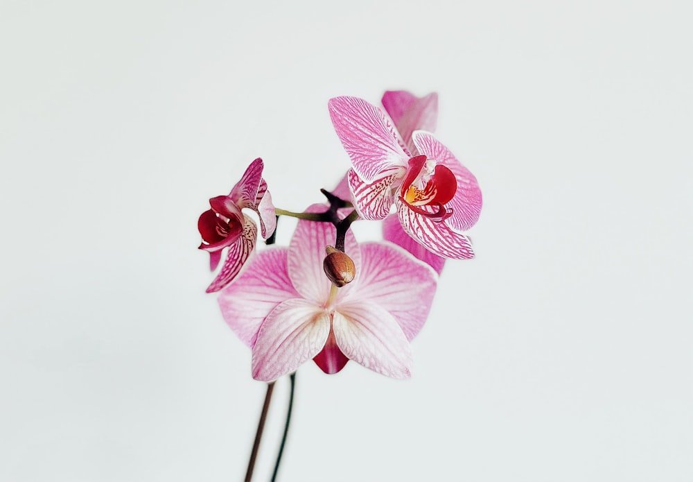 クローズアップ写真のピンクと白の蛾の蘭