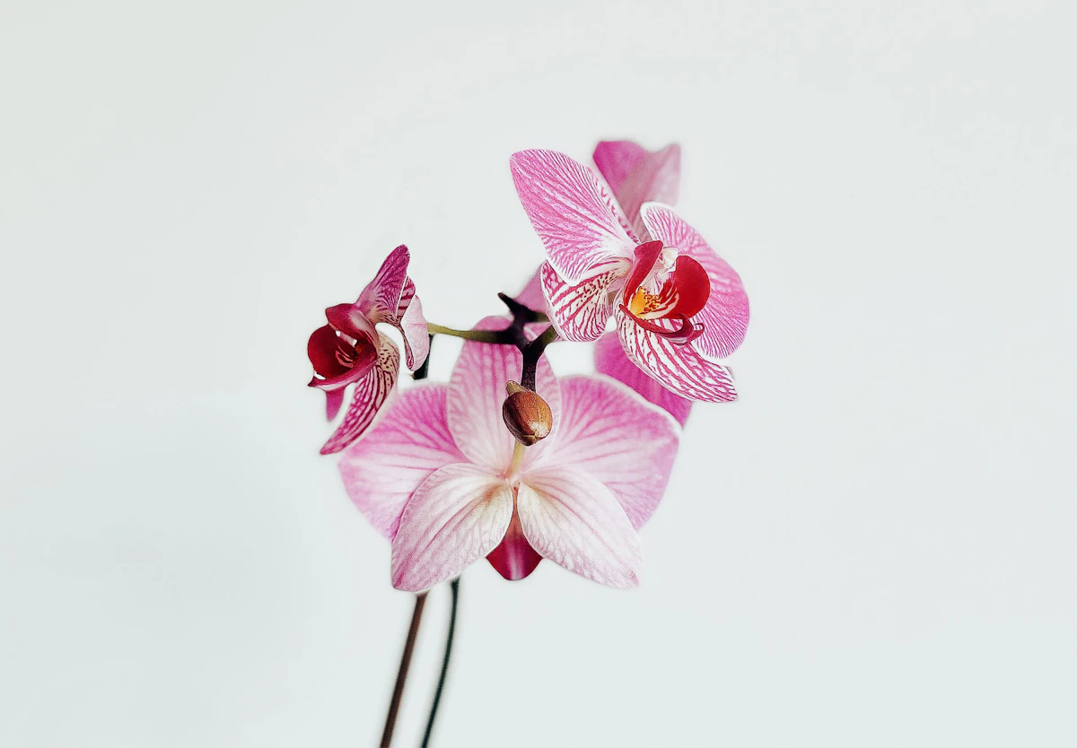 Rośliny: Storczyk Phalaenopsis