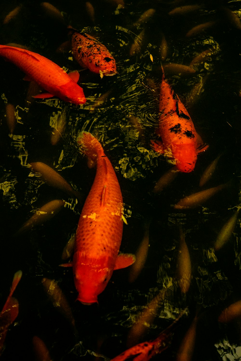 orange fish in fish tank