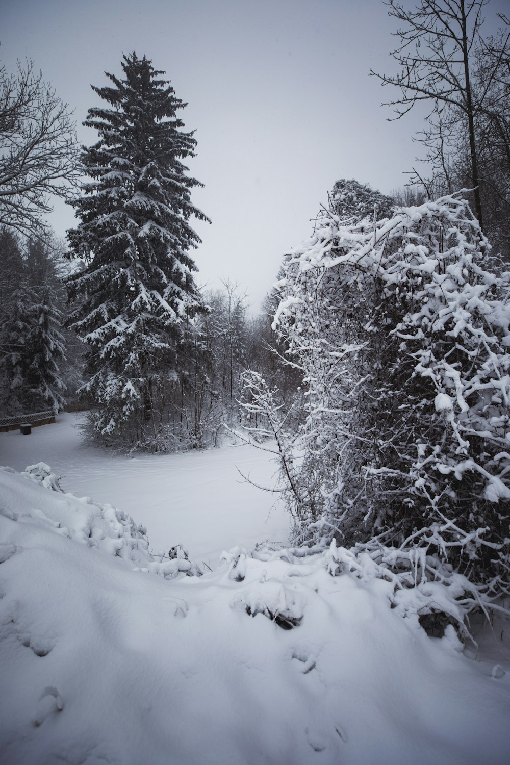 snow covered trees during daytime