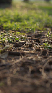 Close-up of soil and greenery on an empty plot.
